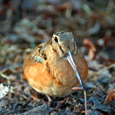 Photo of a woodcock feeding